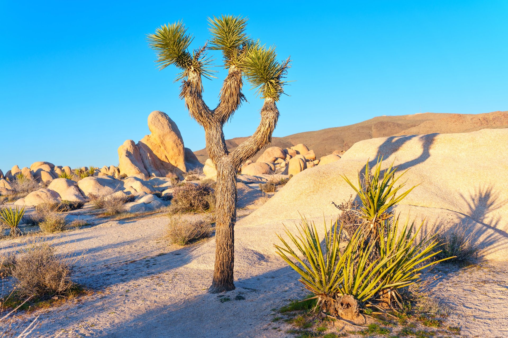 Joshua Tree stands prominently amid massive granite rock formations under a clear blue sky in Joshua Tree National Park, capturing the serene and rugged California desert beauty.